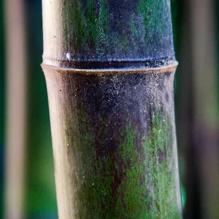 Balneario Davila Hotel Caldas De Reis