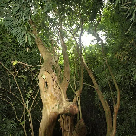 Hotel Balneario Davila