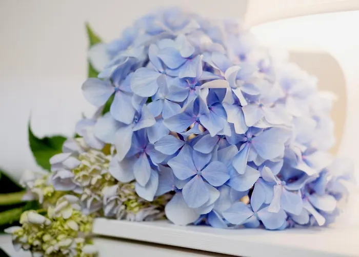 Balneario Davila Hotel